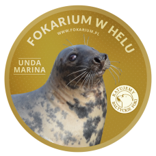 MAGNES – FOKARIUM W HELU – FOKA - UNDA MARINA - A