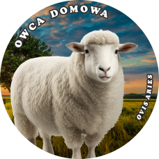 MAGNES – MINI ZOO - OWCA - DOMOWA